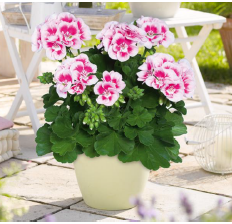 Géranium zonale fairy white splash