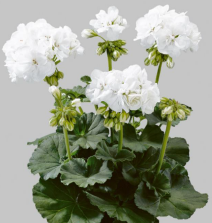 Géranium zonale blanc