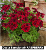 Pélargonium-costa barcelona rasperr