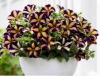 Crazytunia pulse
