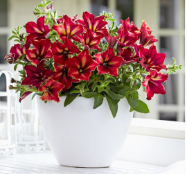 Crazytunia mandeville