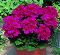 Géranium zonale néona