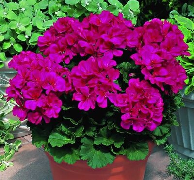 Géranium zonale néona