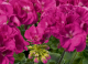 Géranium zonale néona - image 2