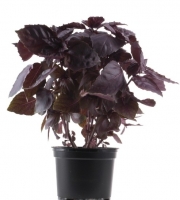 Basilic pourpre-en pot