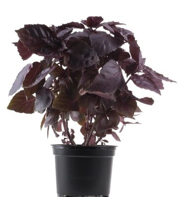 Basilic pourpre-en pot