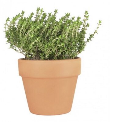 Thym commun en pot
