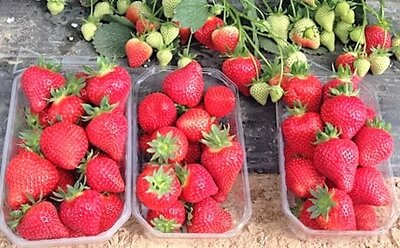 Grosse fraise magnum, 250 gr