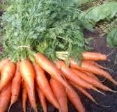 Carottes botte
