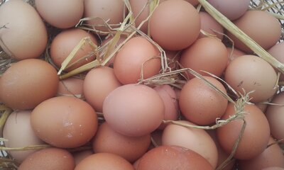 Oeufs bio extra frais
