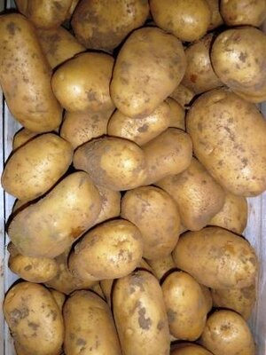 Pommes de terre adora