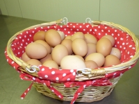 Oeufs de poules élevées plein air