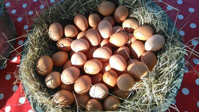 Oeufs de poulettes, plein air, sans