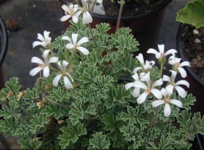 Odorant citrodorum