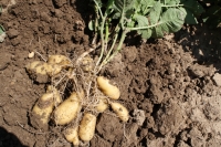 Pomme de terre rattes