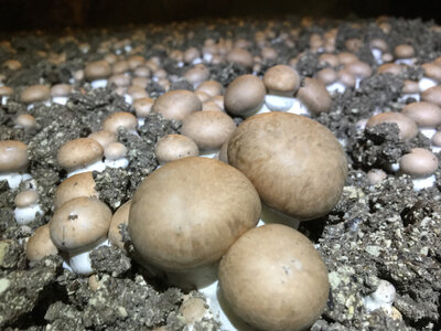 Champignon de paris barquette 500 gr
