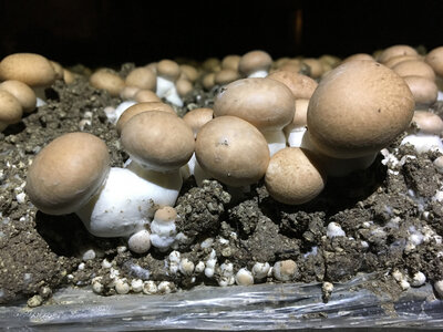 Champignons de paris 1kg