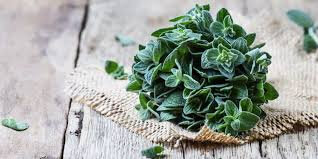 Aromatiques bio