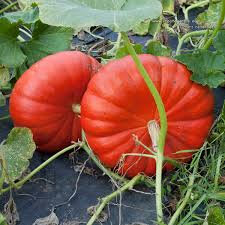 Part de courge potage bio