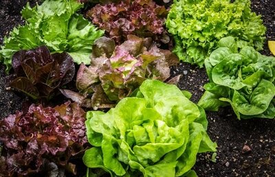 Salade  bio