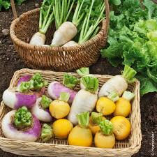 Navet ou rutabaga bio