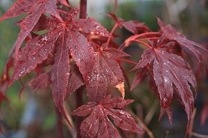 Acer palm. atropurpureum (erable du japon)