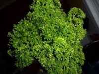 Persil bouquet plat ou frisé