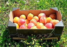 Colis abricots 2.5kgs