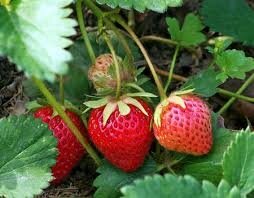 Fraise 'gariguettes'