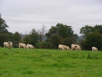 Colis boeuf famille 15 kg