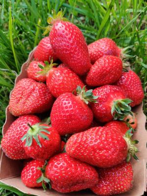 Fraises bio de la ferme