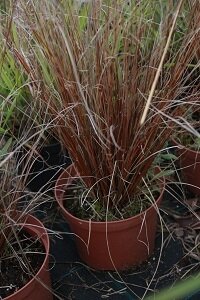 Carex buchananii