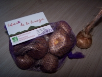 Bulbes de safran bio (lot de 10 'gros' calibre)