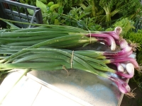 Oignons rouges botte