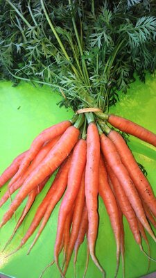1 x botte carottes nouvelles