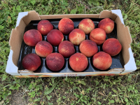 Pêches jaunes plateau 14/18 fruits