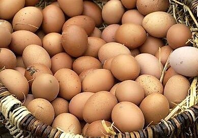 18 oeufs bio fermiers