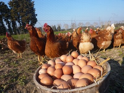 24 oeufs bio fermiers
