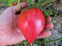 Tomate coeur de boeuf russe