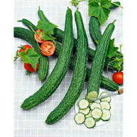 Concombre long épineux