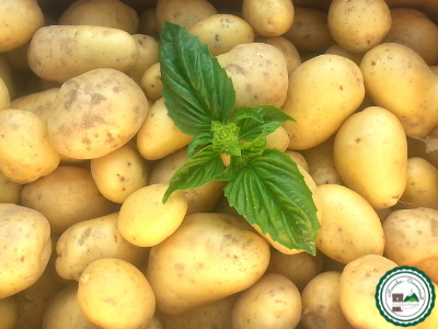 Pomme de terre nouvelle