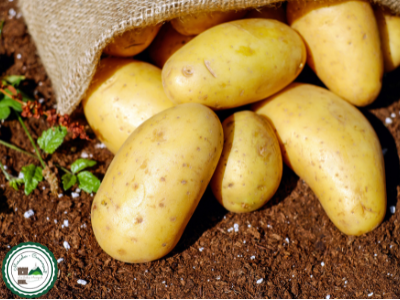 Pomme de terre nouvelle ' delikatesse'