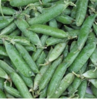 Petit pois