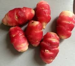 Oca du pérou bio