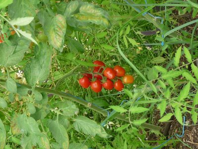 Cocktail de tomates cerises