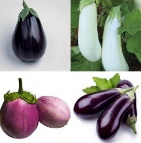 Aubergines multicouleurs -1kg
