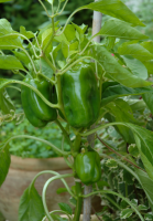 Poivron vert-promotion-dernières semaines