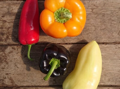 Poivrons multicolores-/500g
