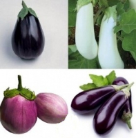 Aubergines multicouleurs -500g