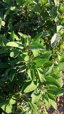 Sauge officinale